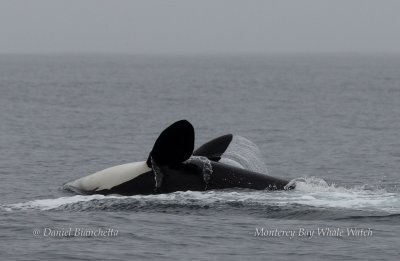 Orca are pictured hunting