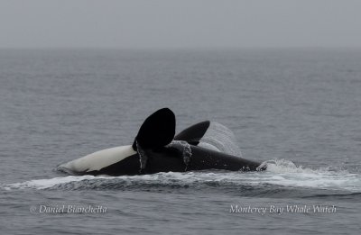 Orca are pictured hunting Orca are pictured hunting
