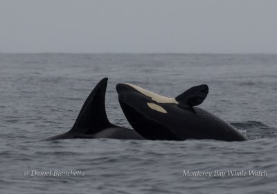 Orca are pictured hunting Orca are pictured hunting