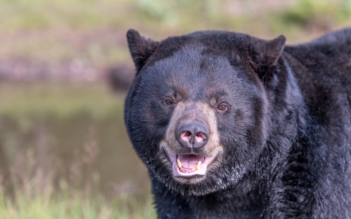 Are Black Bears With Cubs Dangerous