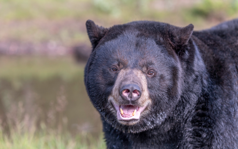 A black bear with their mouth open.