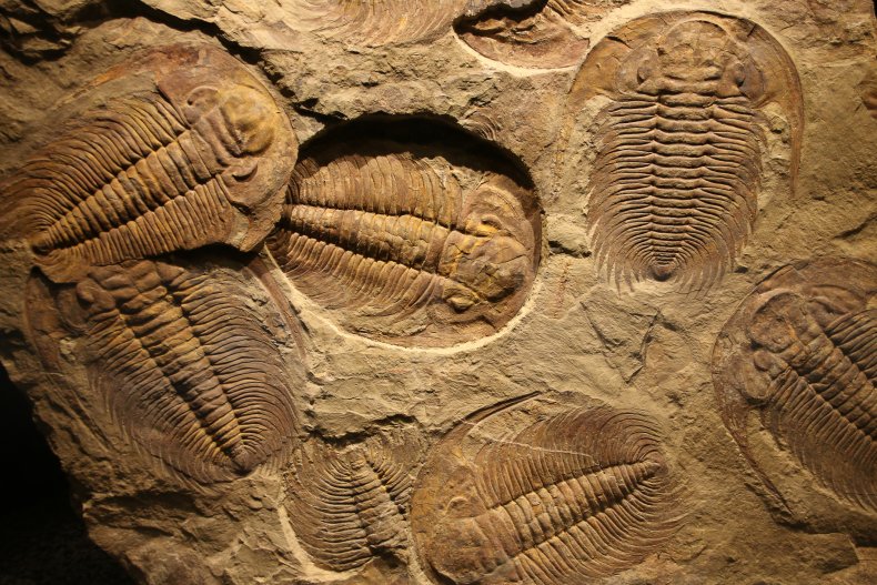 trilobite fossils