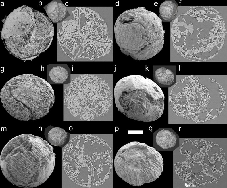 Scalidophoran embryo fossils