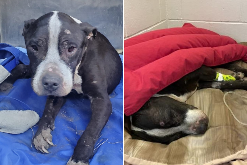 Ghost the dog pictured after his rescue