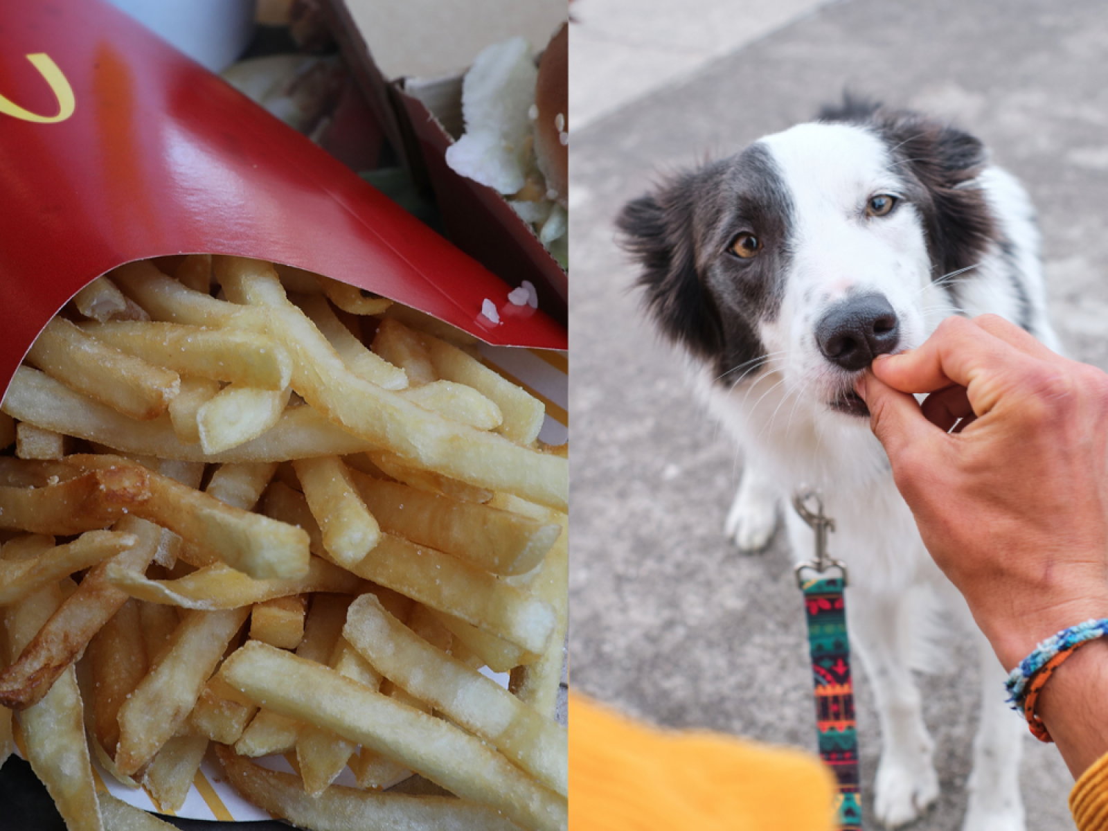 Can a dog eat online french fries