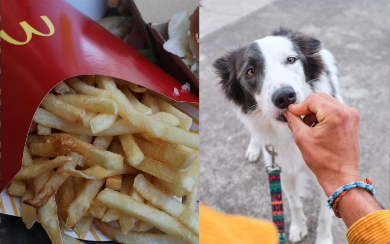 McDonald's french fries and a dog.