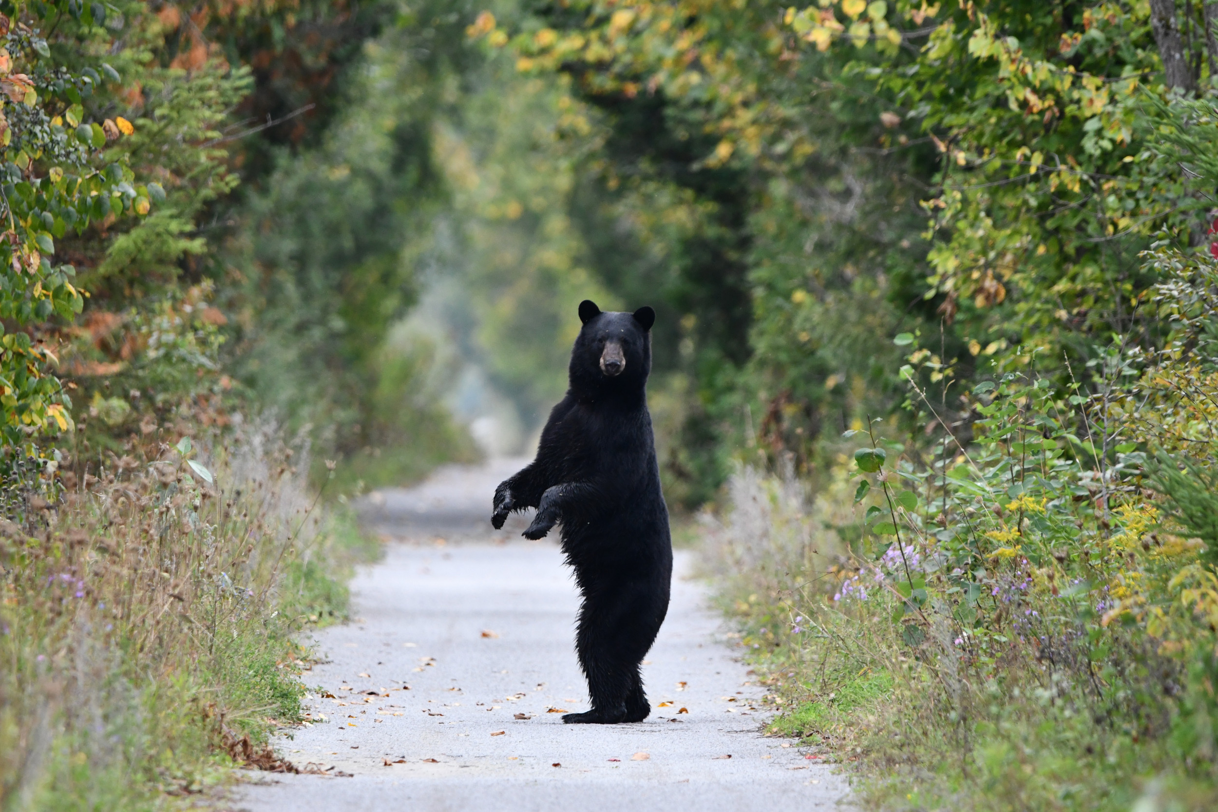 Man Slaps Bear To Protect Family In Heart Pounding Video Newsweek