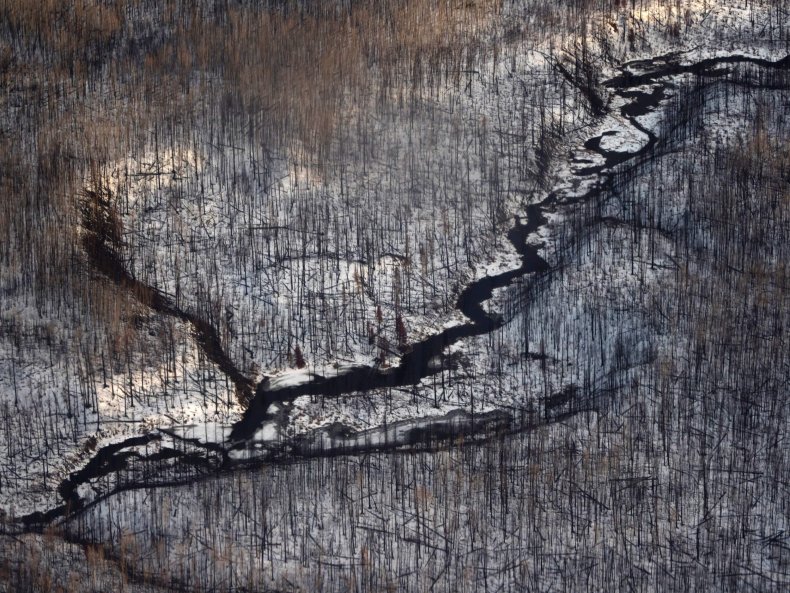 Aerial view of burnt trees in Canada