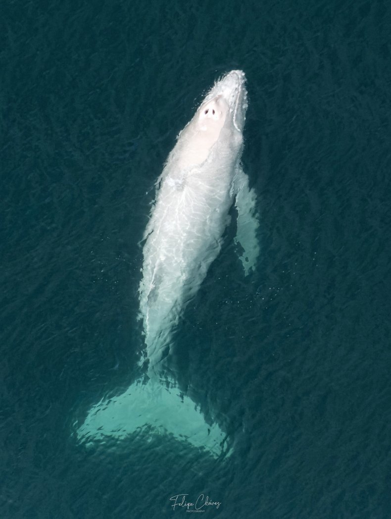 White humpback calf