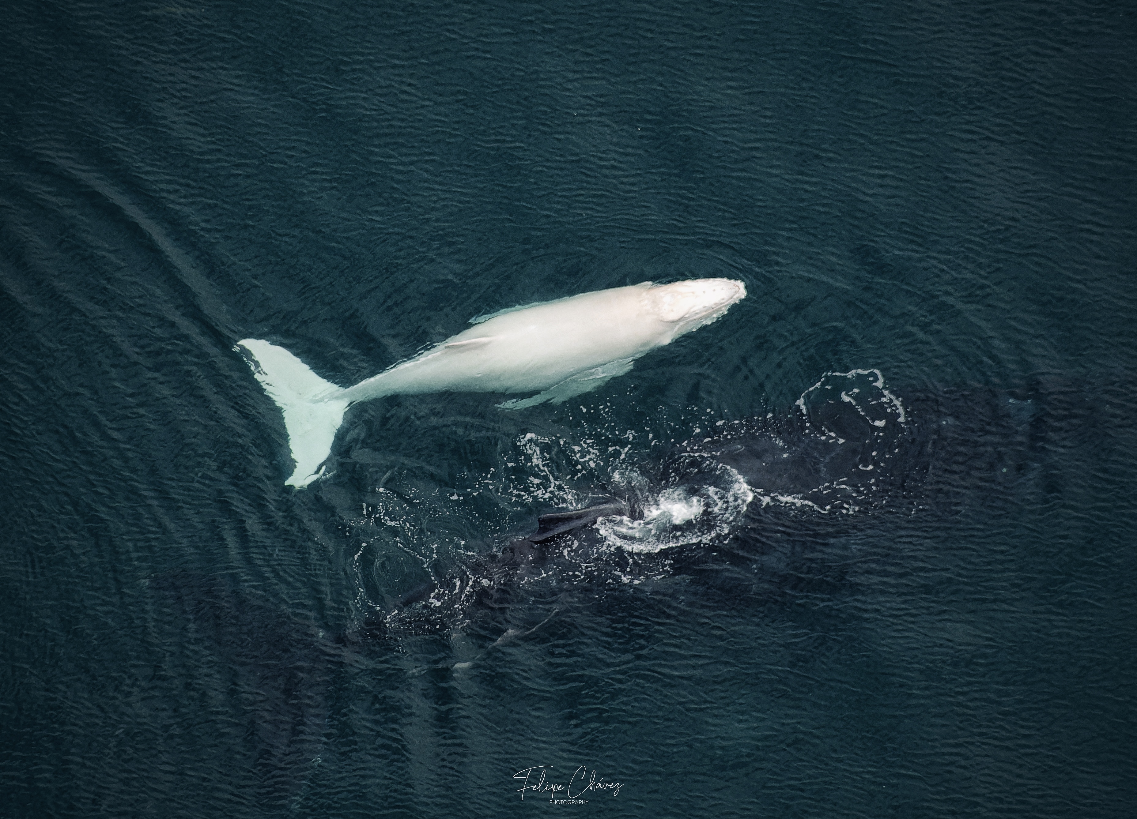 ¿Migaloo toma dos?  Una rara ballena jorobada albina es fotografiada nadando con su madre