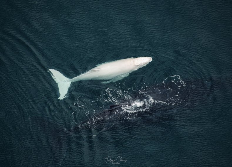 White humpback calf 