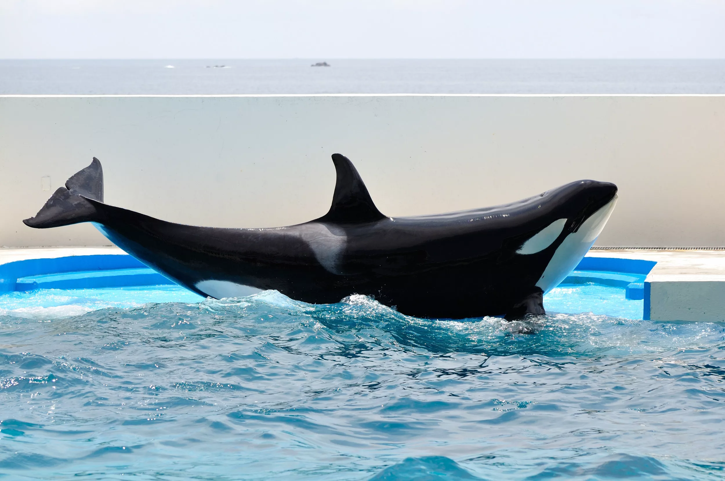Lolita the Captive Orca May Never See Freedom as Health Decline Continues - Vimarsana News
