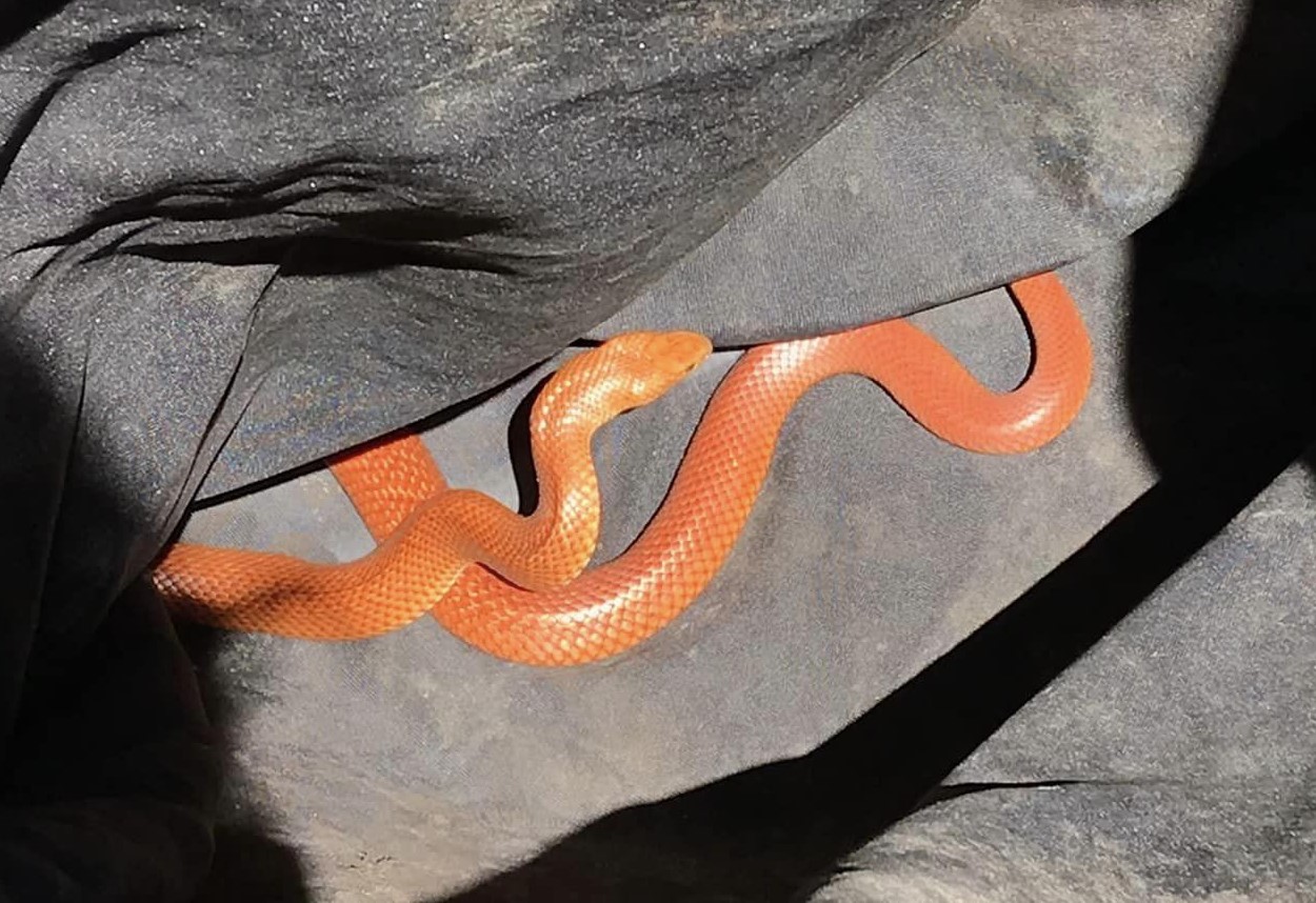 very-rare-and-deadly-bright-orange-snakes-found-in-car-park