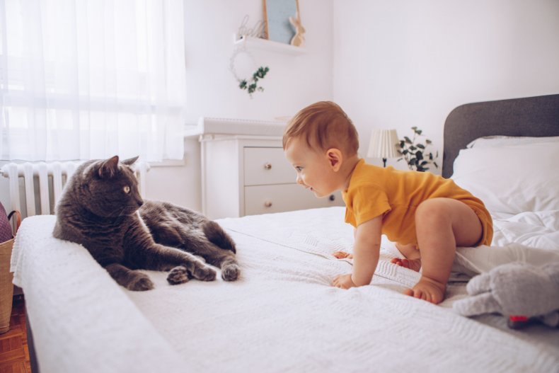 Jealous cat interacting with baby