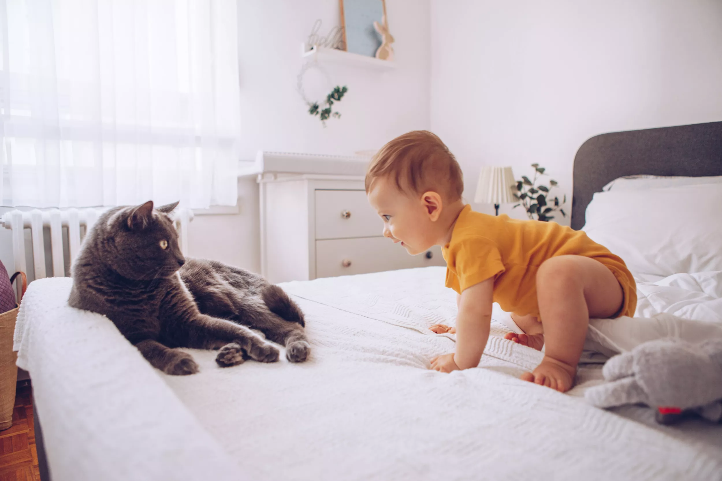 Cat Giving His Newborn Brother a 'Death Stare' Leaves Internet in Hysterics - Vimarsana News