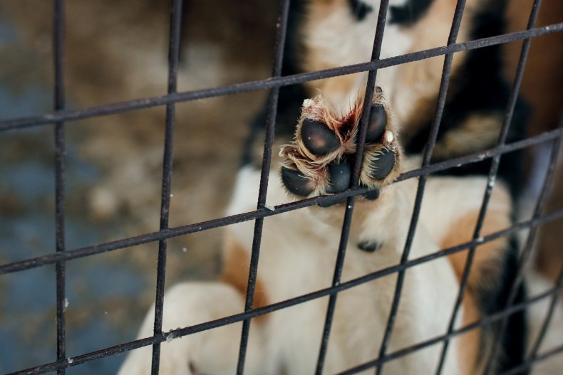 Dog paw close up on metal cage