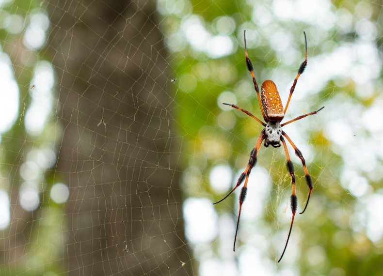 female golden silk orbweaver on web