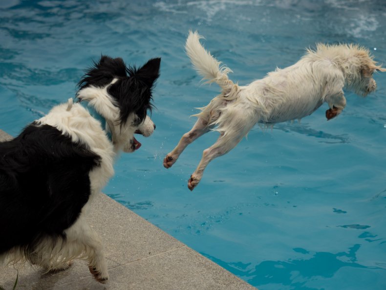 Two dogs jumping into a pool 