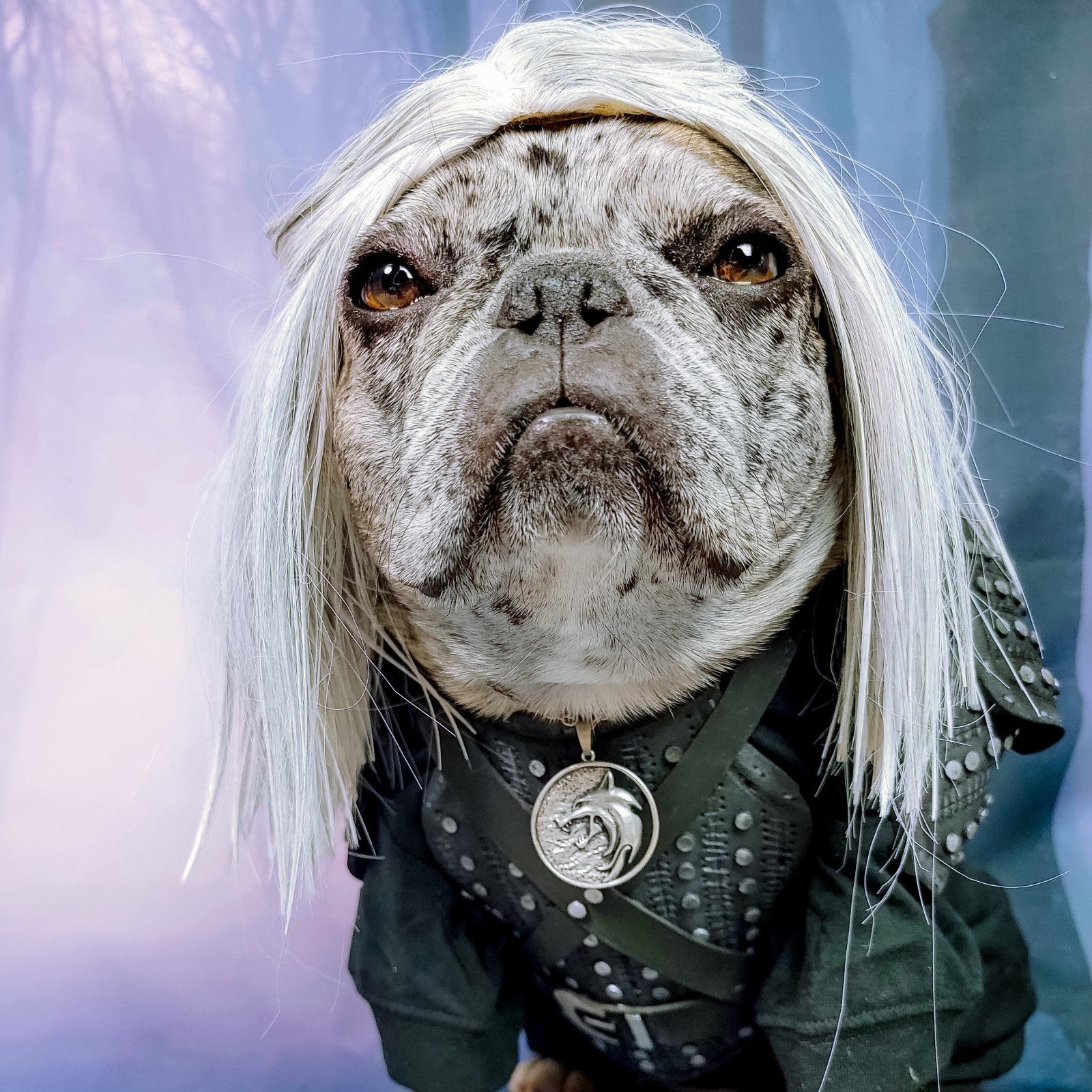 Meet Rory—The French Bulldog Who's Obsessed With Henry Cavill