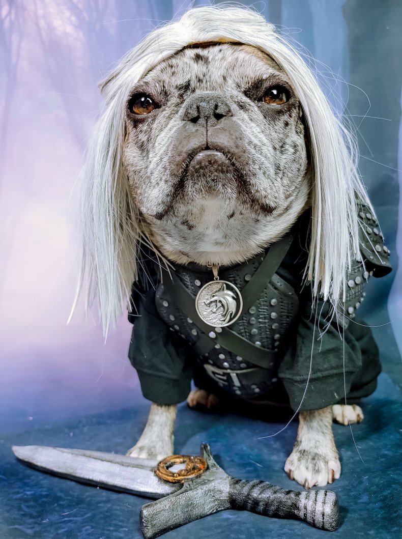 Rory the Frenchie as Geralt of Rivia