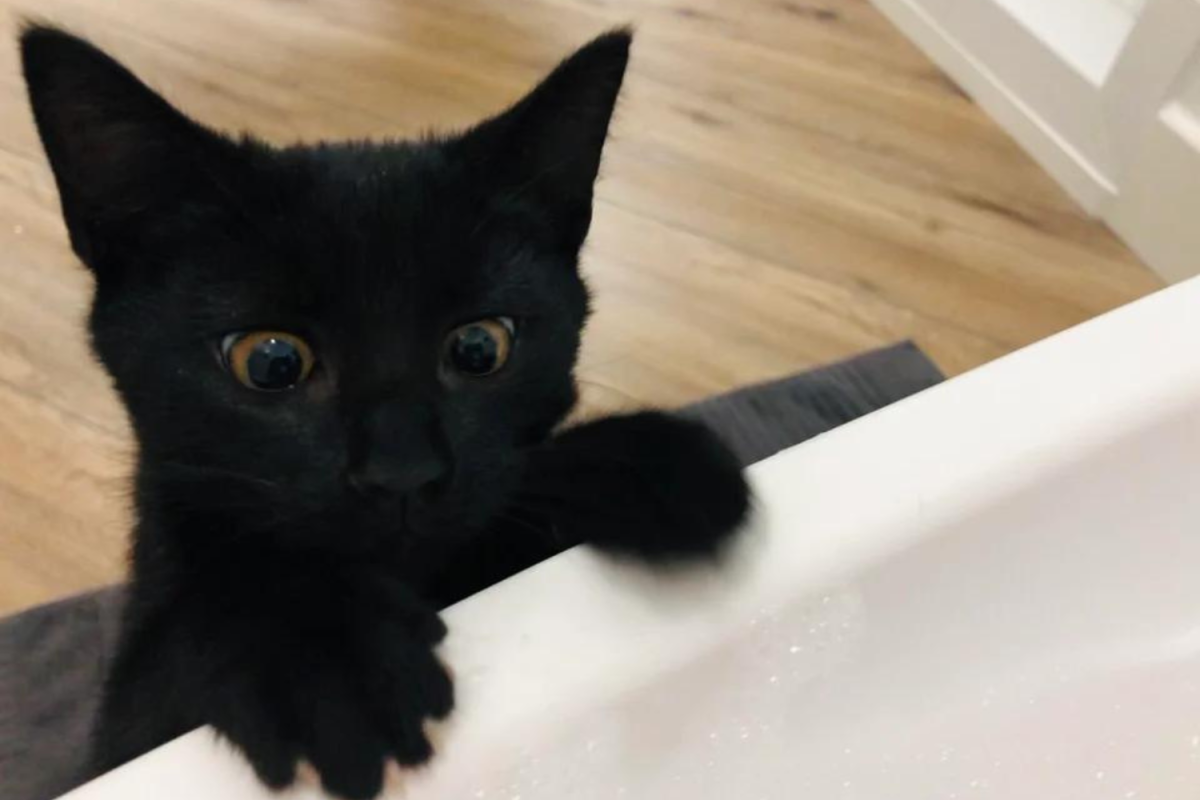 https://d.newsweek.com/en/full/2128934/black-cat-looks-concerned-over-bathtub-edge.png?w=1200&f=469bc06f2b7e24e6f3cbfc4110336496