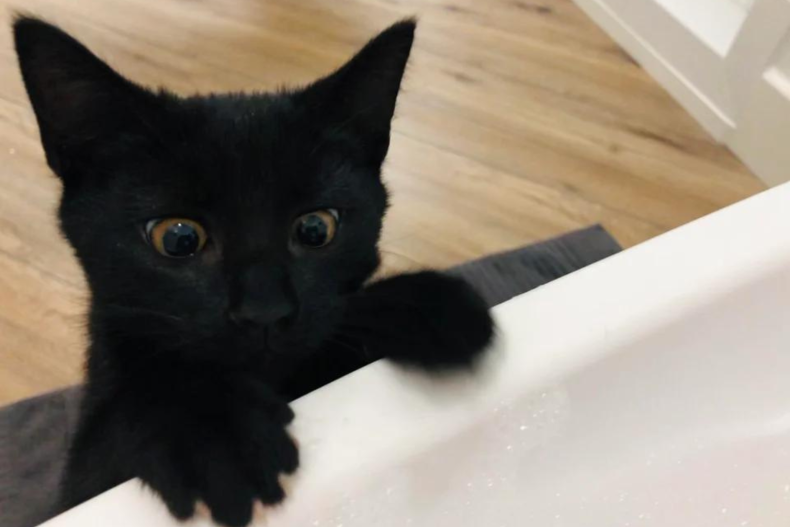 Black cat looks concerned over bathtub edge