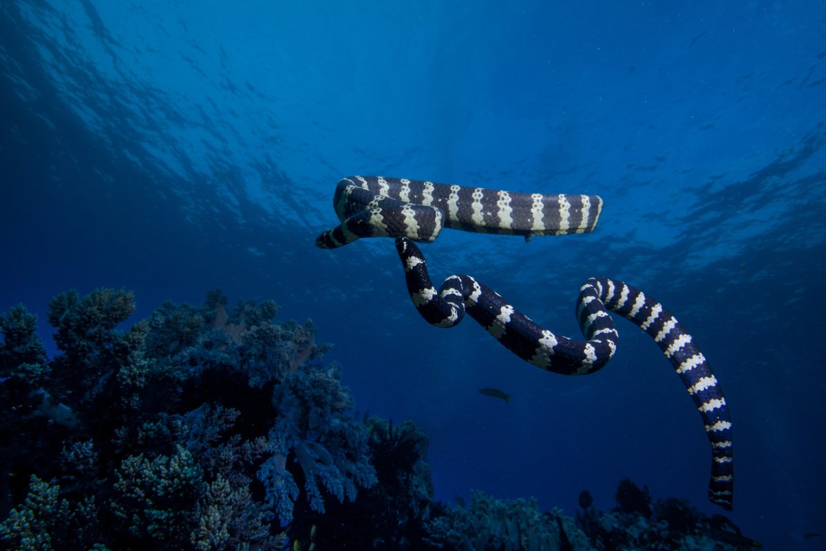 Sea snake swims through water