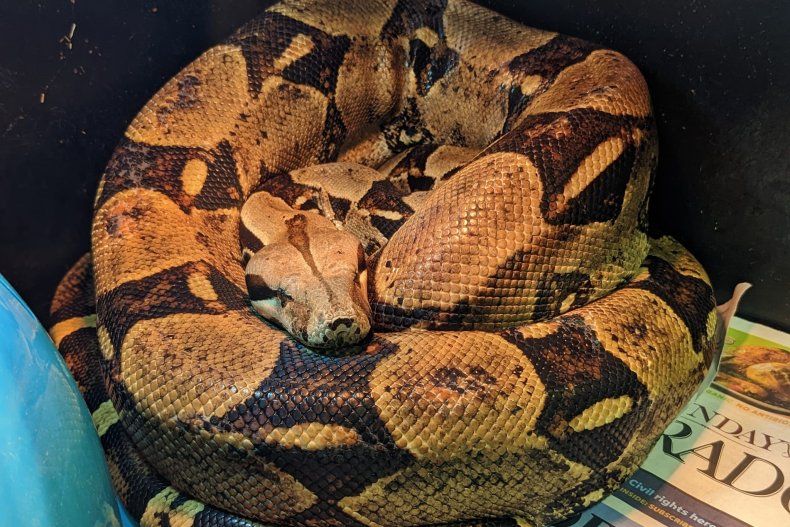 boa constrictor curled up