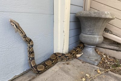 boa constrictor crawling up wall