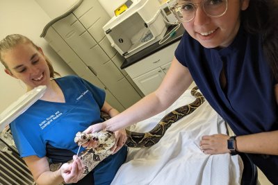 boa constrictor getting checked by vet