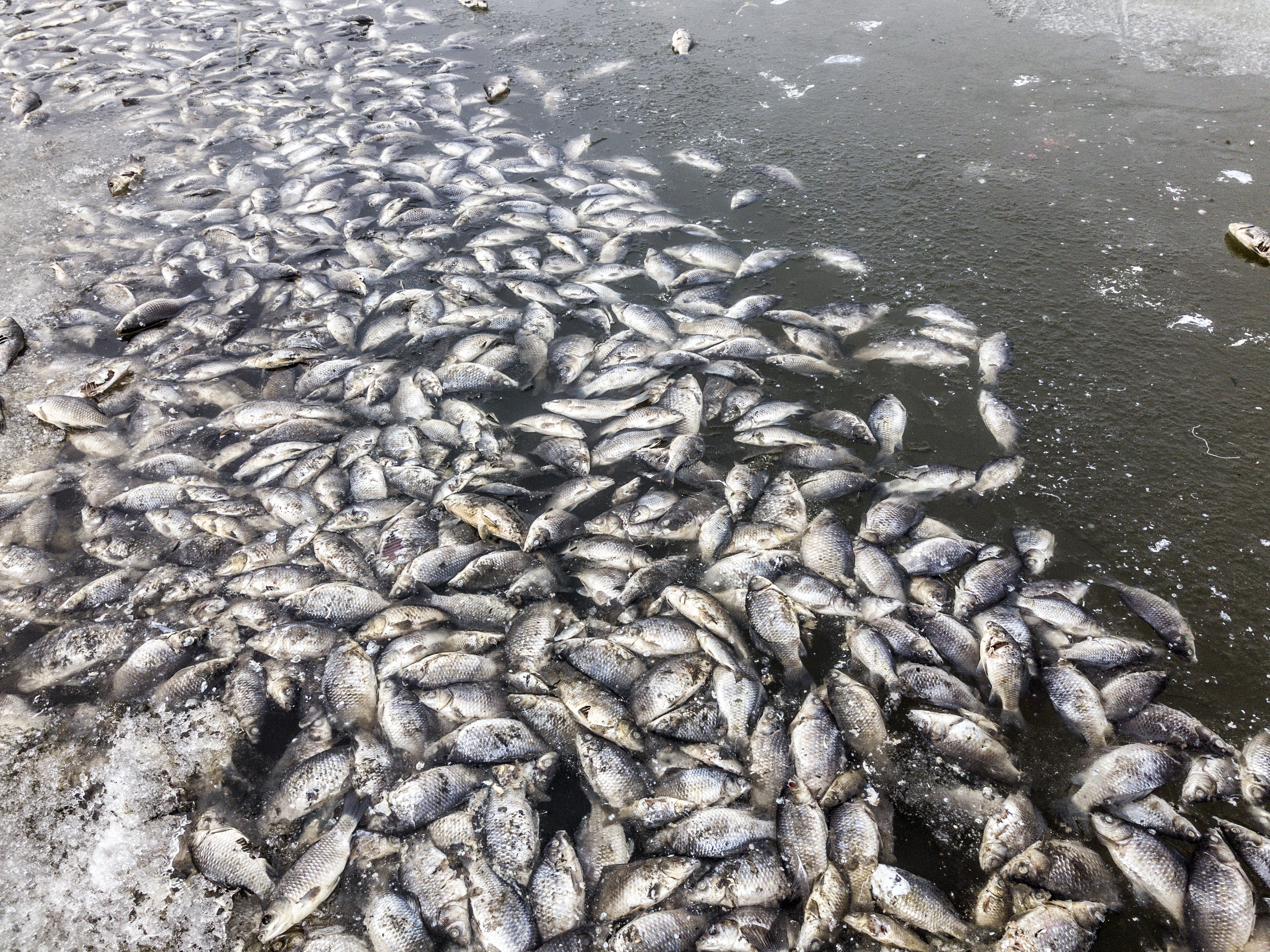 Watch: Lagoon turns shocking pink and fish farming may be to blame