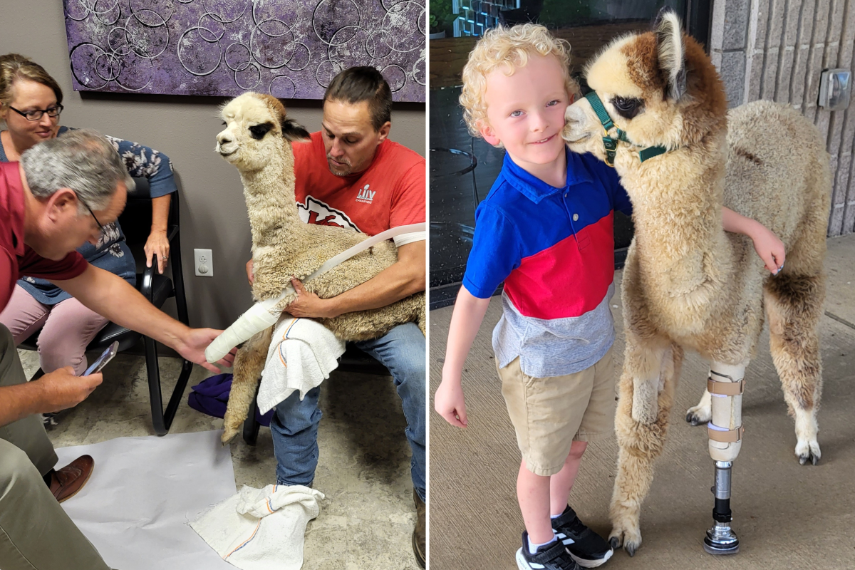 Alpaca has custom prosthetic leg fitted