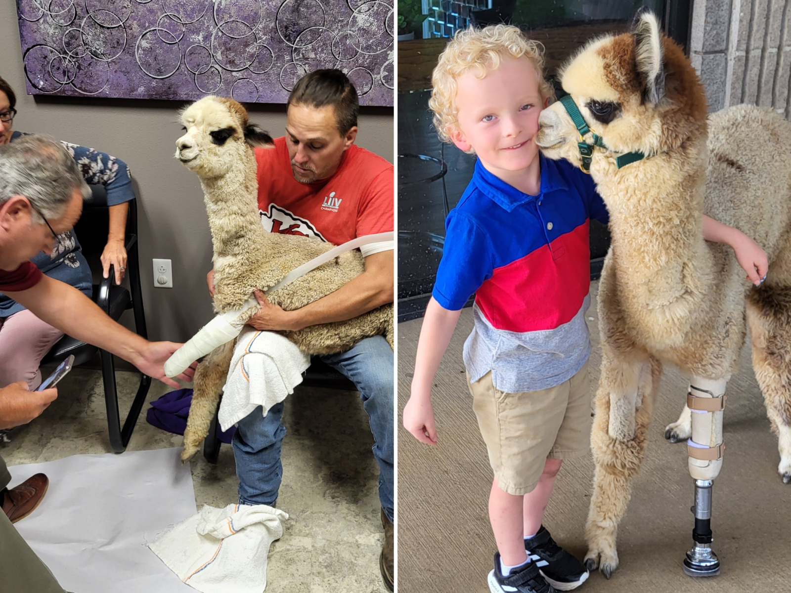 Baby Alpaca Learns to Walk Again Thanks to Prosthetic Leg in Adorable Clip