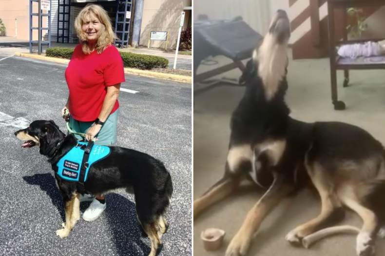 Service dog Sam sings along to TV