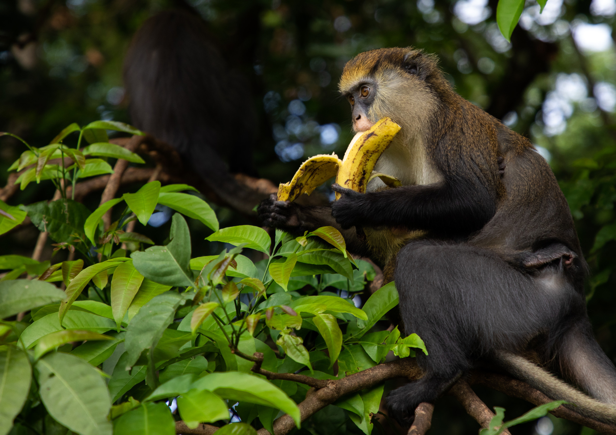 A chimpanzee posing in the sun | Chimpanzee, Chimp, Primates