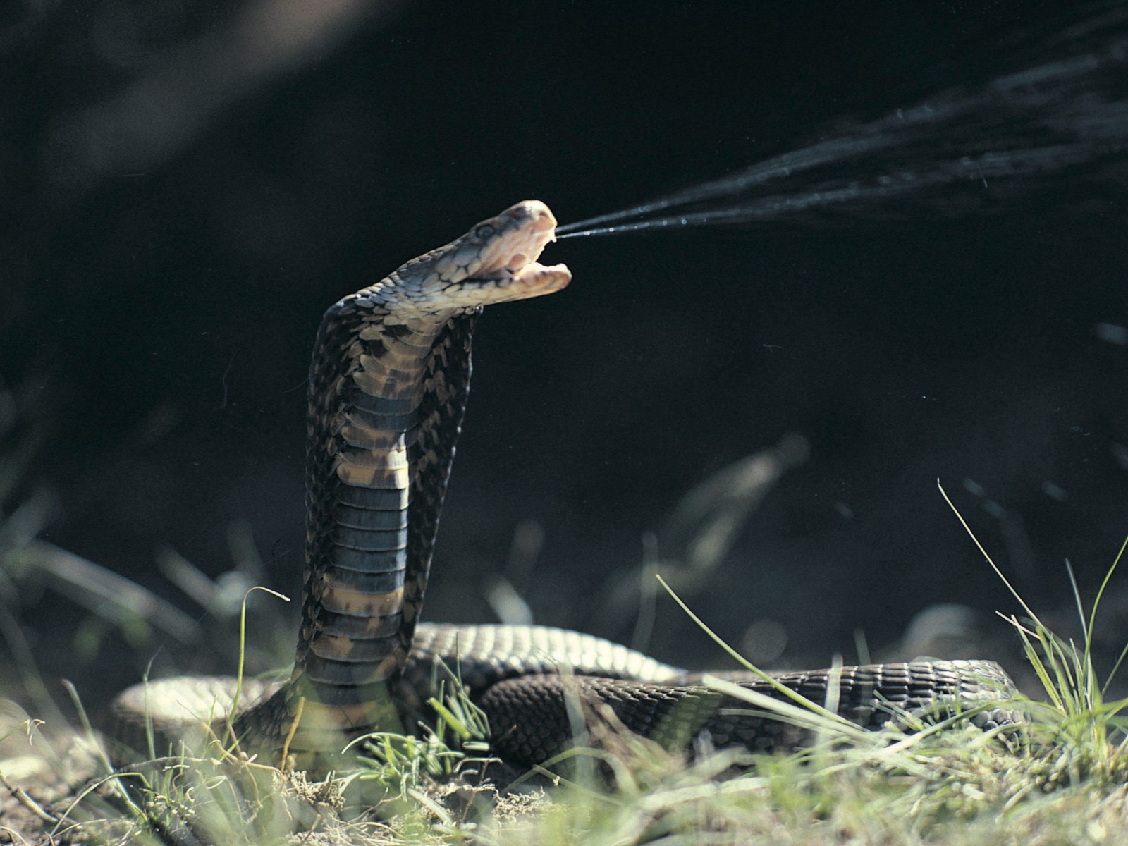 What Happens if a Spitting Cobra Spits on You?