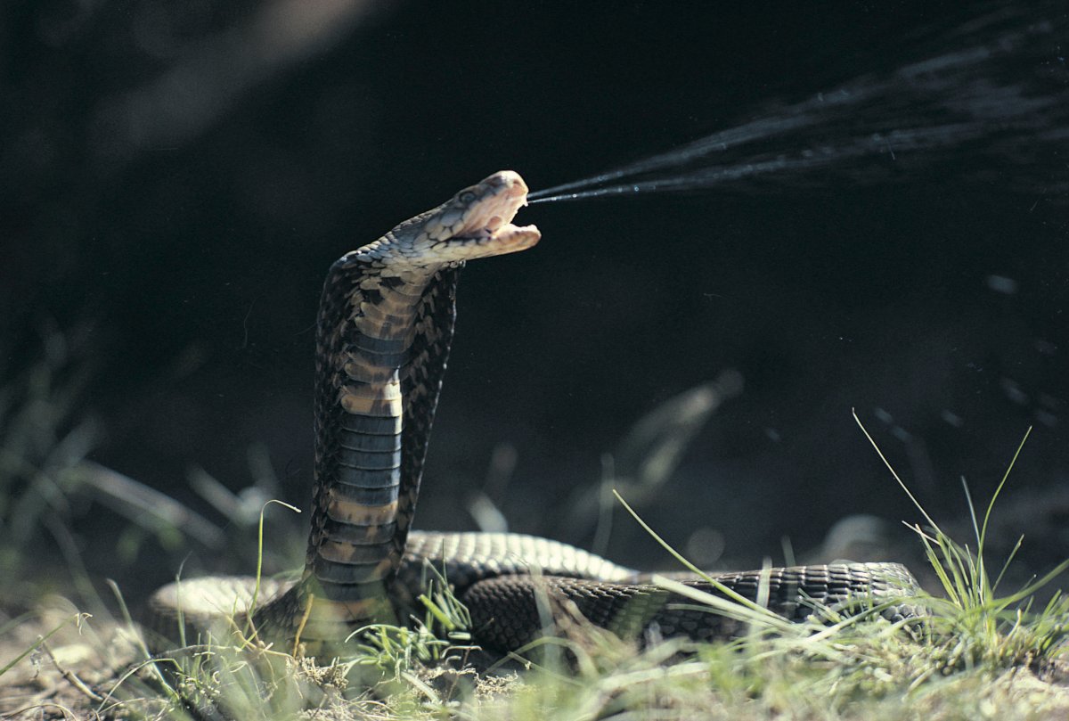 How it Feels When a Cobra Spits in Your Face Revealed in Horrific