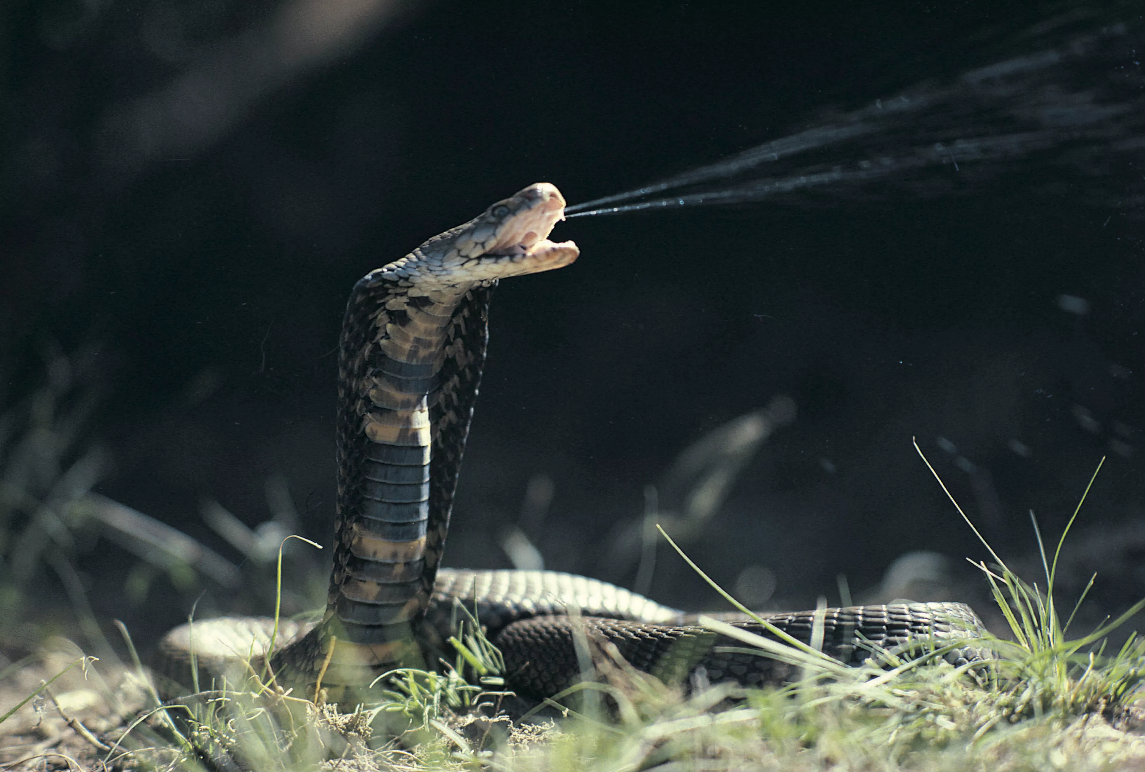 How it Feels When a Cobra Spits in Your Face Revealed in Exquisite Detail - Vimarsana News