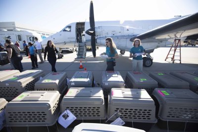 Volunteers helping to relocate the animals