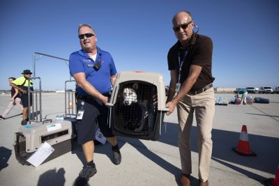 Two volunteers carry a dog 