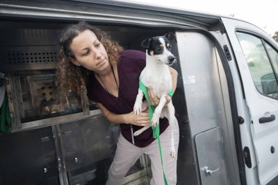 Volunteer carrying a dog