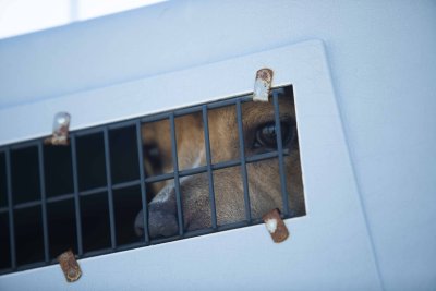 Dog peering out of cage