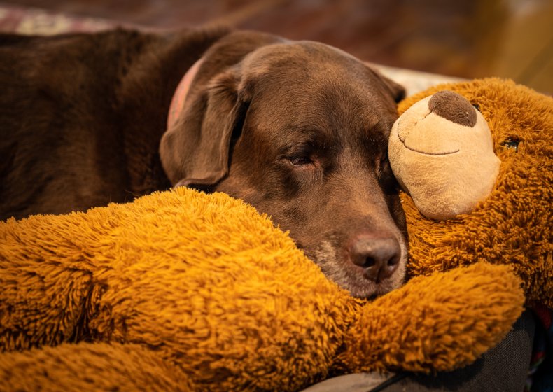 Brown labrador resting his head on teddy