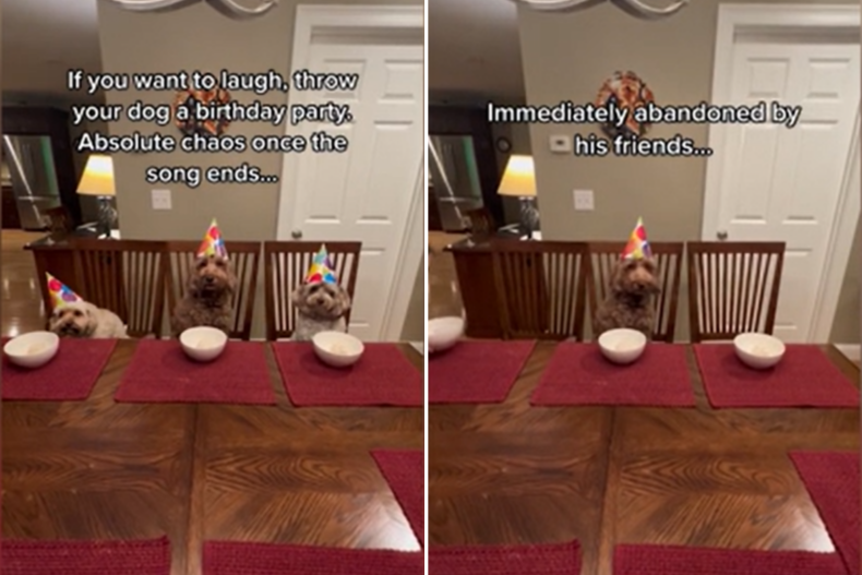 La festa di compleanno del cane Finny