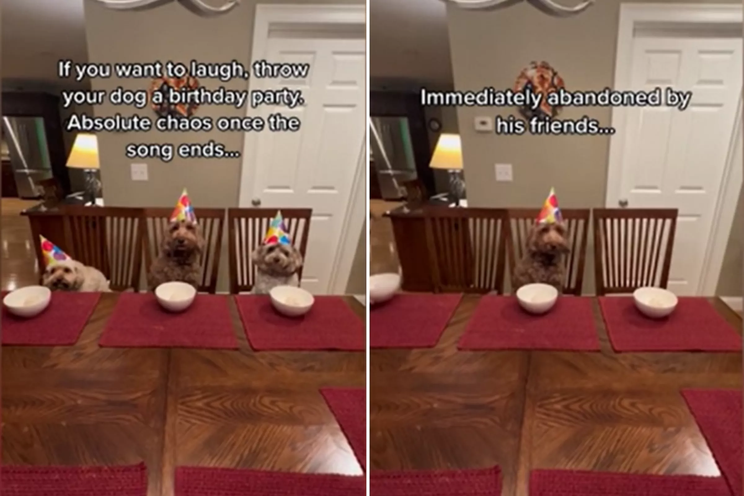 Dogs Dubbed 'Terrible Guests' After Running Out On Friend's Birthday Party - Vimarsana News