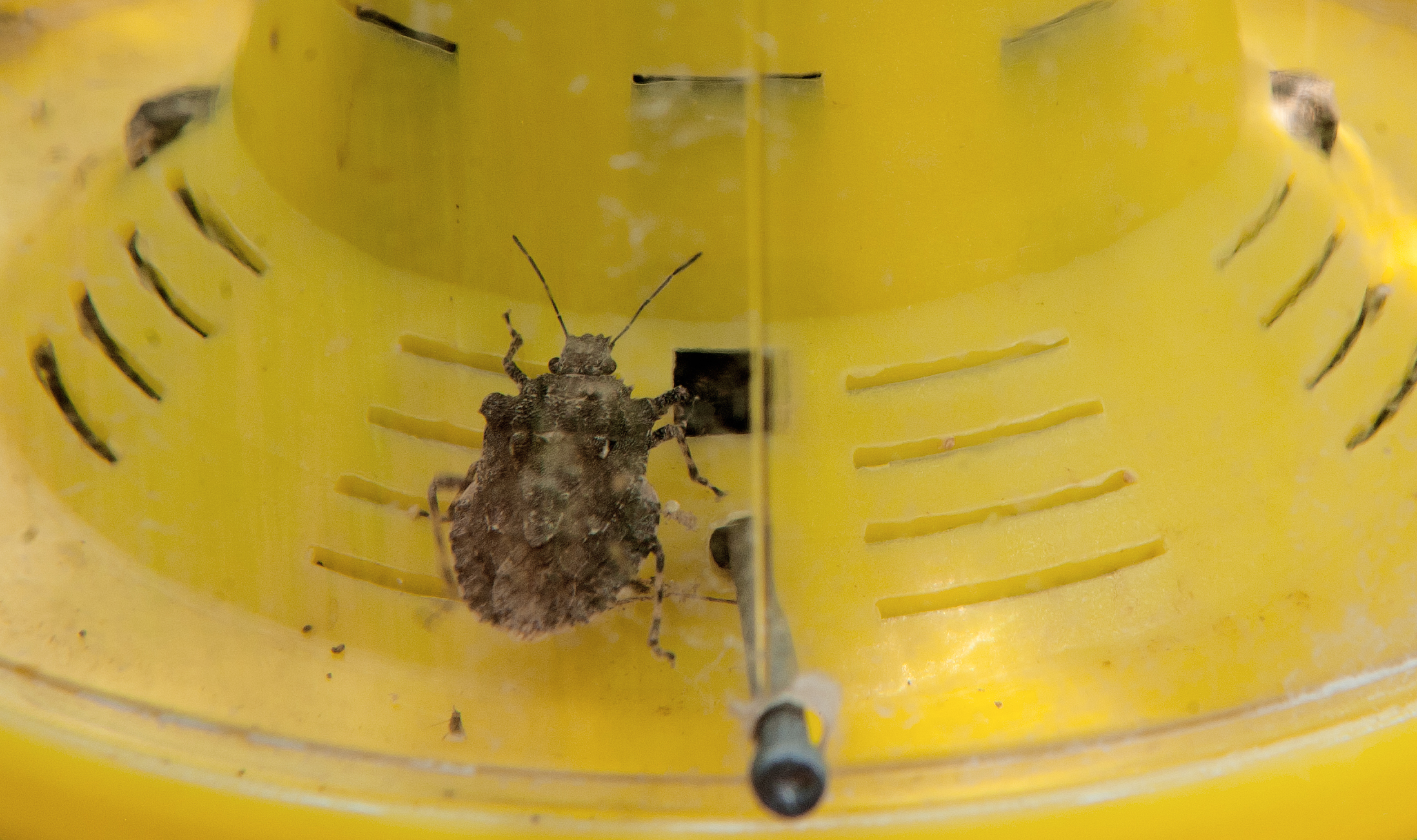 More Stink Bugs Will Invade the U.S. Amid Climate Change, Study Shows - Newsweek