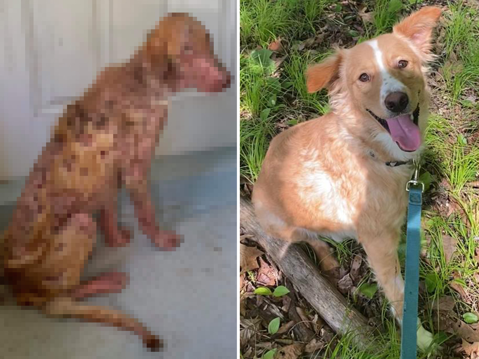 Rescue Dogs Look Unrecognizable After Dedicated Woman Saved Their Lives