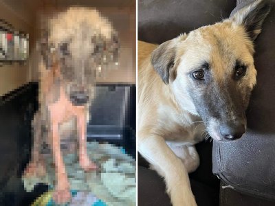 Dogs rescued 