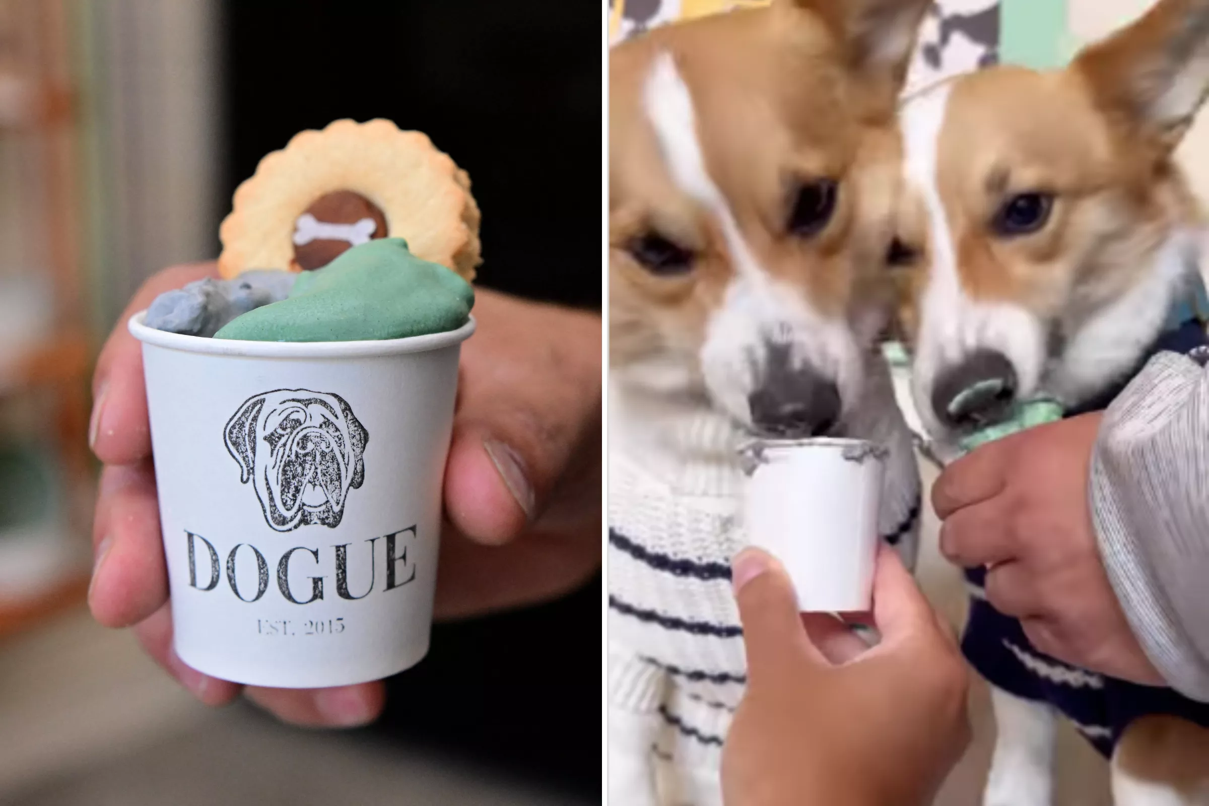 Inside the $75 Tasting Menu for Dogs Serving Steak Tartare to Charcoal Flan - Vimarsana News
