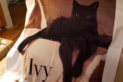 Ivy gato negro sentado en una manta
